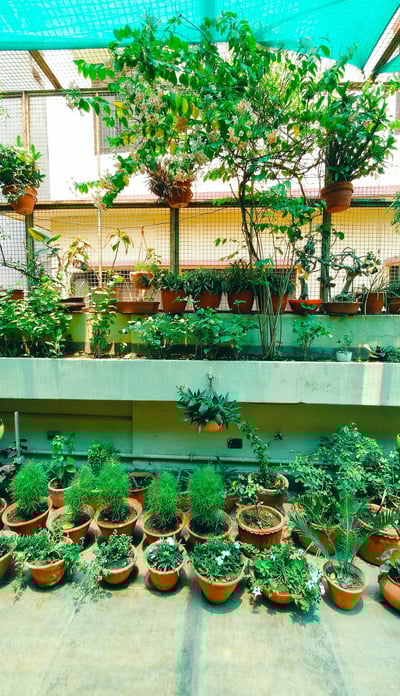 Terrace Garden