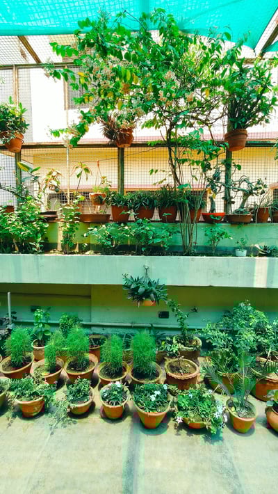 Terrace Garden