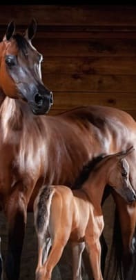 a mother and baby horse in a stable