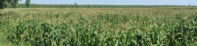 "Expansive maize (corn) farming spread across thousands of acres–fertile agricultural land in Chhattisgarh"