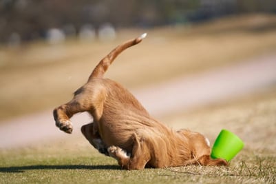 a dog is playing with a frisbee in the grass