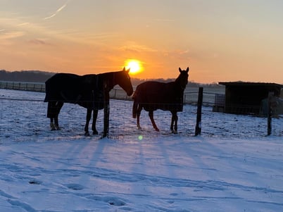 five-star life for horses in the french countryside
