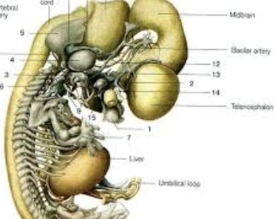 The Coccyx (عَجْبُ الذَّنَبِ) and the Scientific Miracle in Creation and Resurrection