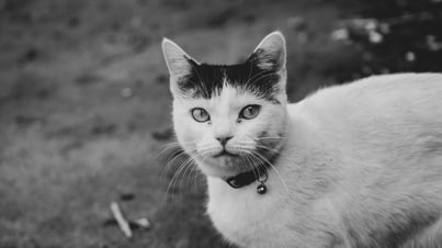 A white cat with a black mark on its head and a jingle bell looks into the camera.