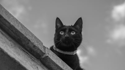 A black cat on a brick wall, photographed against the sky, stares into the distance