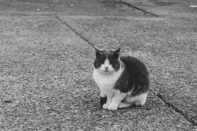 A grey-and-white tuxedo cat sits on the ground of a car park, looking into the camera. The background is blurred.