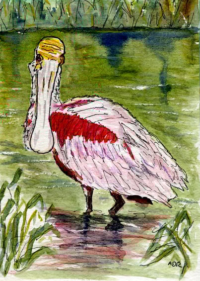 Roseate Spoonbill