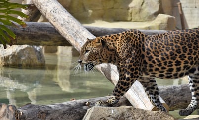 leopard at rio safari elche