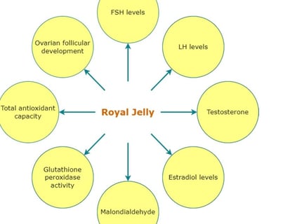 sexual health, bolstering immunity, and supporting fertility