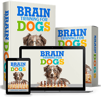 a dog training program for dogs
