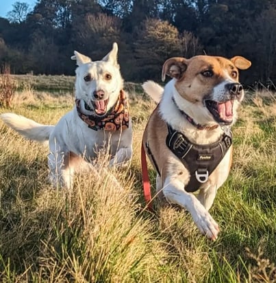 Skye and Caro playing on a group dog walk in Edinburgh.