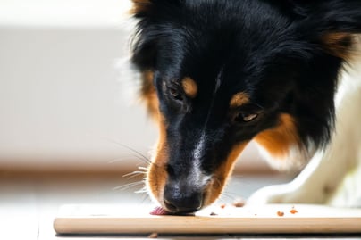 Mixed breed dog food