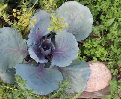 Collards, dill, and various vegetation in the Schauders' garden. 