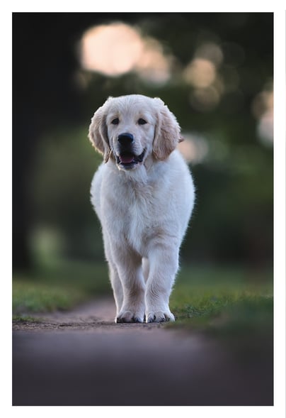 Les photos de votre animal dans l'Oise