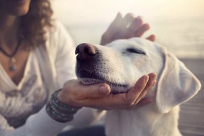 Dog Foods for dogs with Arthritis