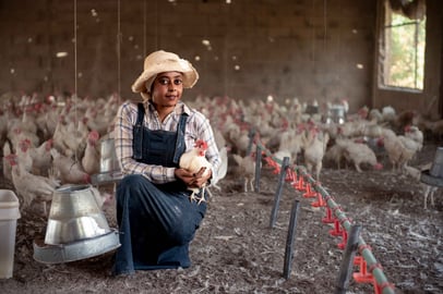 Sudanese woman farmer holding a chicken inside a poultry farm.