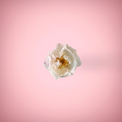 White rose in a ping background