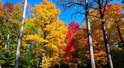 various maple trees with autumn colored leaves