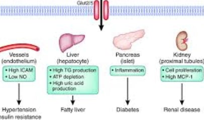 Fructose and Health Relationship with Obesity, Fasting