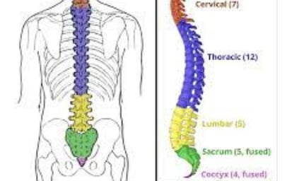 Coccyx Miracle in Creation & Resurrection