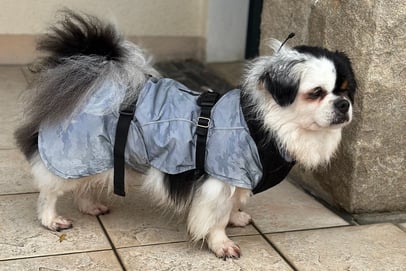 Chien avec un manteau