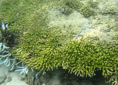Dead tabular coral with algal overgrowing on its skeleton