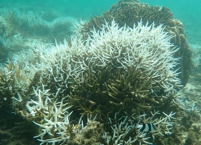 Bleached branching Acropora in St Felix (June 2025)