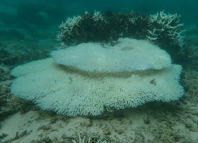Bleached tabular corals in St Felix (June 2025)
