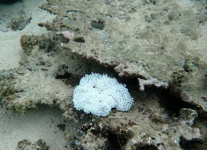 Bleached anemone in Bel Ombre (June 2025)