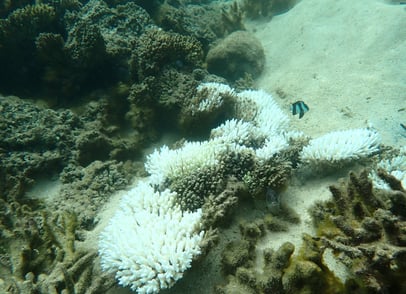 Bleached branching Acropora in Bel Ombre (June 2025)