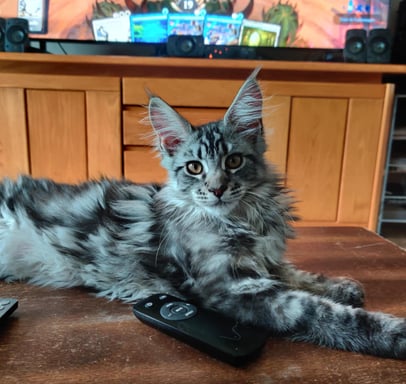 maine coon black silver