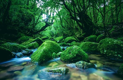Mousses dans la forêt