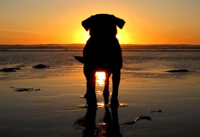 dog-friendly-rentals-on-anna-maria-island-florida-