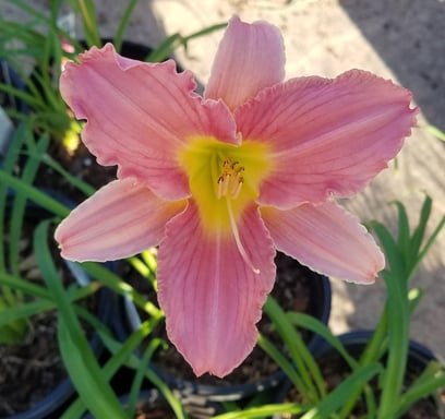 Rosa Bellini daylily, Day 1