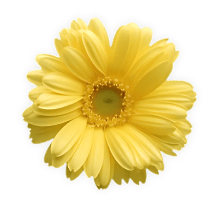 Yellow flower