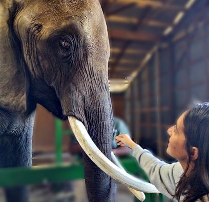 a woman is petting a large elephant 