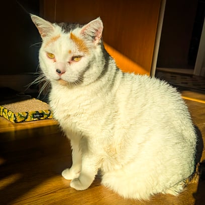 Trix, a lovely white cat, relaxing in the sun during a pet sitting visit in Edinburgh
