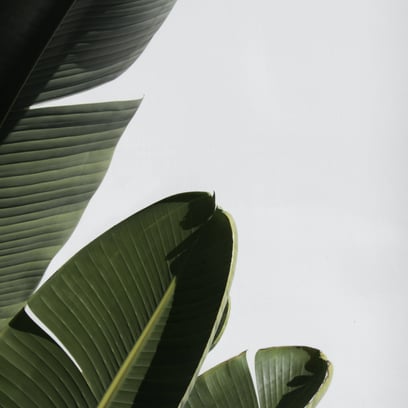 Plant leaves in white background