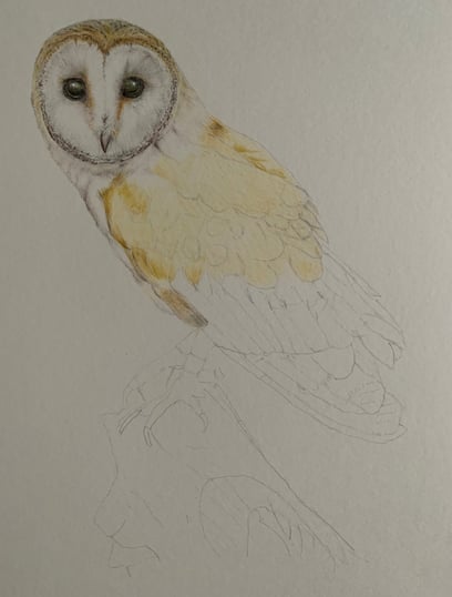 Owl portrait