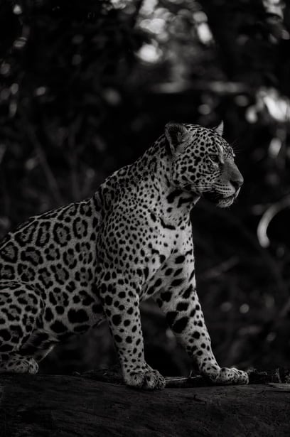 a leopard standing on a log log in the woods