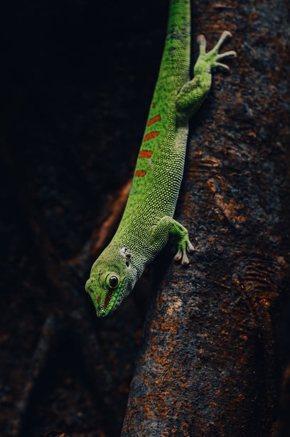 a green gecko lizard on a tree branch