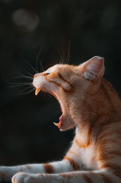 a cat yawning its mouth open