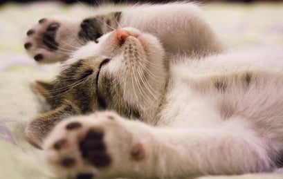 Gato dormindo ou com preguiça