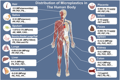 a diagram of the human body and its major parts