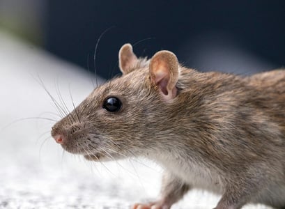 Rat, Rats, Rongeur, dératisation paris