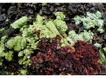 symbiotic relationship between algae and fungi