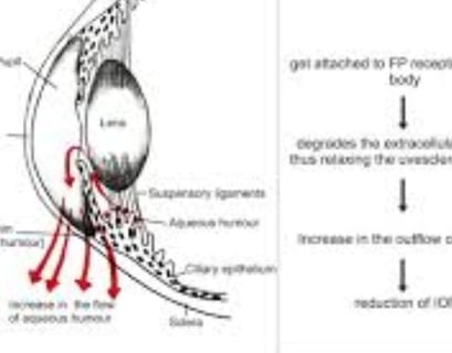 Prostaglandins reduce intraocular pressure