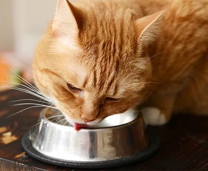 Orange tabby cat drinking water from a bowl