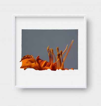digital art, visual art, digital paintings, Joanna Wlaszyn