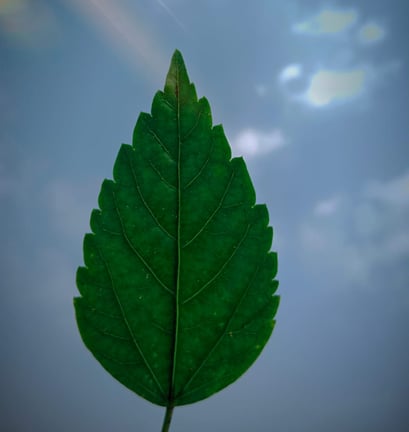 hand leaf